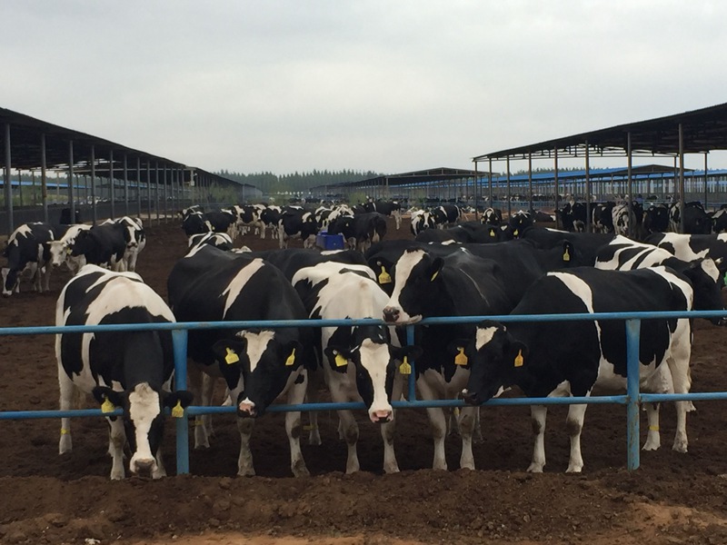 ���w��ɳĮ�ｨ�O����ţ����