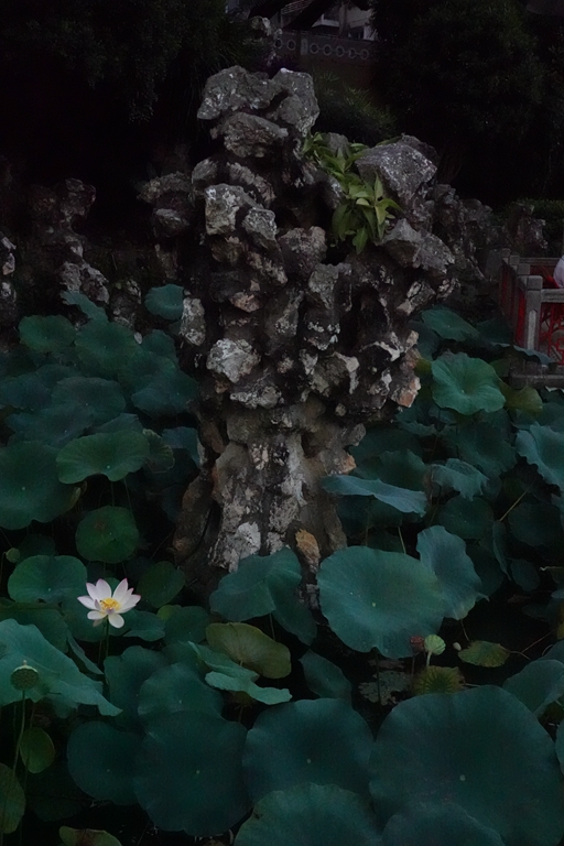 盧廉若公園的假山石。人民網(wǎng) 唐佳 攝