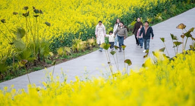 重慶石柱：千畝油菜花綻放美麗經濟