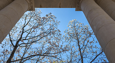 上海：白玉蘭迎春綻放