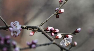 春到京城探桃花