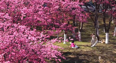 雲(yún)南大理：春到蒼山下 櫻花璨如霞