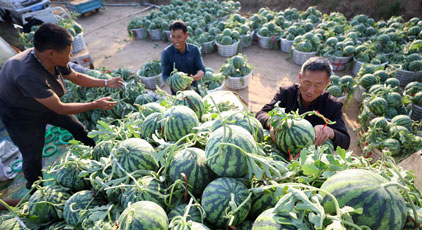 山東郯城：西瓜豐收