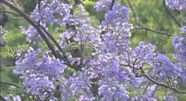 廈門藍(lán)花楹“浪漫傾城”